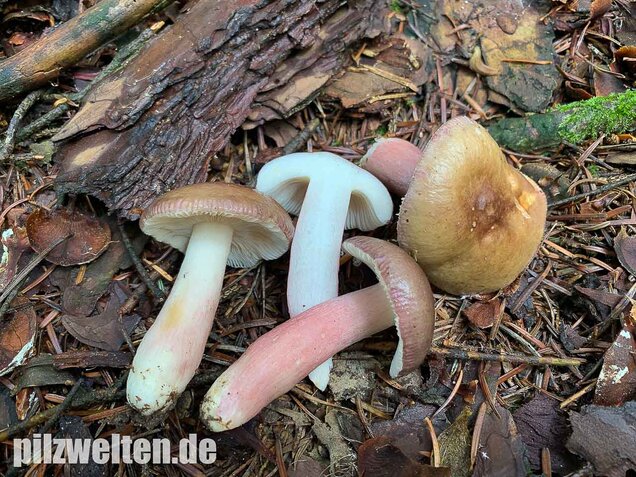 Stachelbeertäubling, Russula queletii