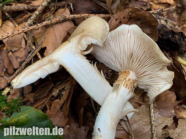 Unverschämter Ritterling, Tricholoma lascivum
