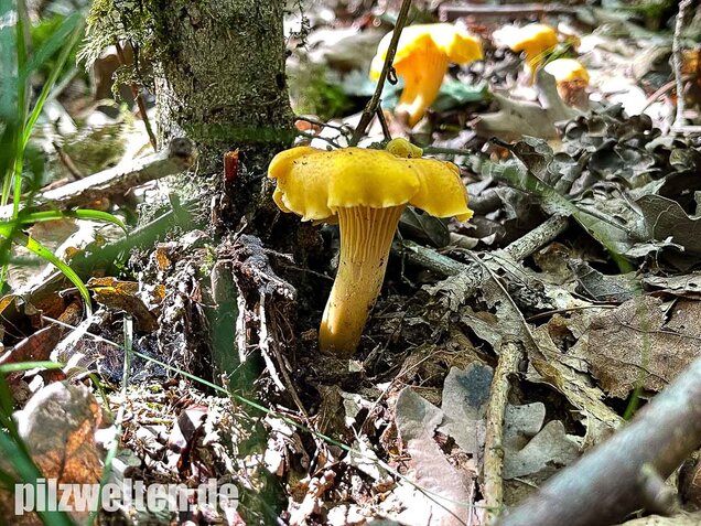 Violettschuppiger Pfifferling, Cantharellus amethysteus
