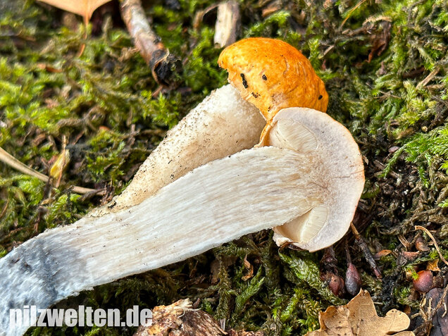 Weißstielige Rotkappe, Espenrotkappe, Leccinum leucopodium