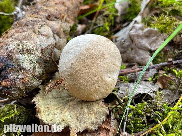 Wollstieliger Raufußröhrling (weiße Form), Leccinum cyaneobasileucum