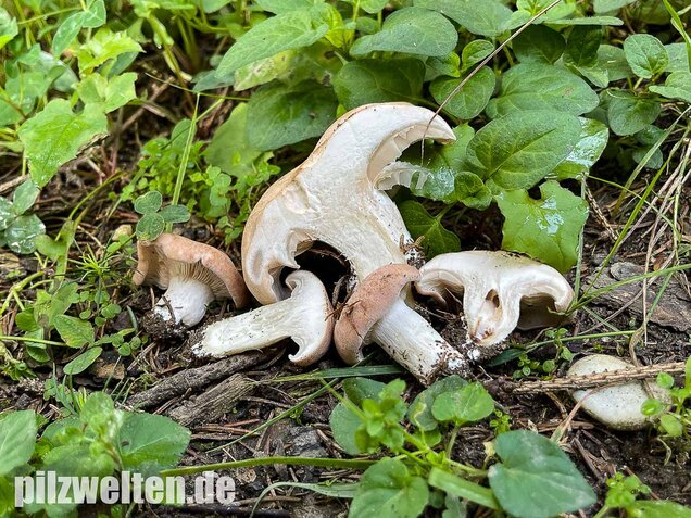 Würziger Tellerling, Clitopilus geminus