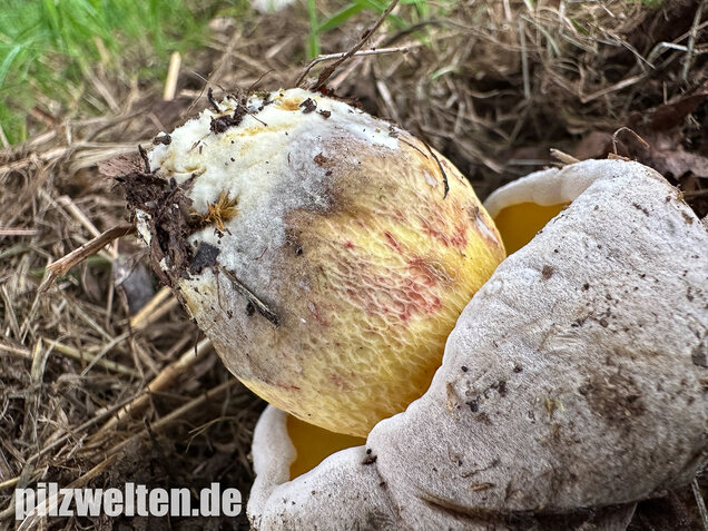 Wurzelnder Bitterröhrling, Caloboletus radicans