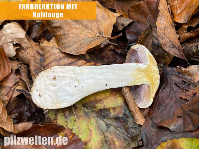 Ziegelgelber Schleimkopf, Semmelgelber Schleimkopf, Cortinarius varius