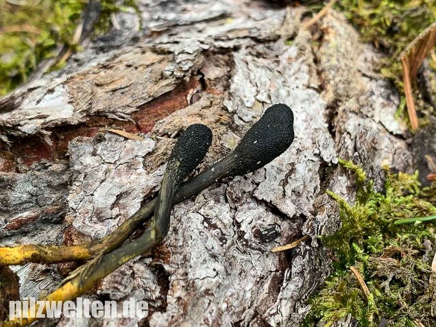 Zungenkernkeule, Tolypocladium ophioglossoides