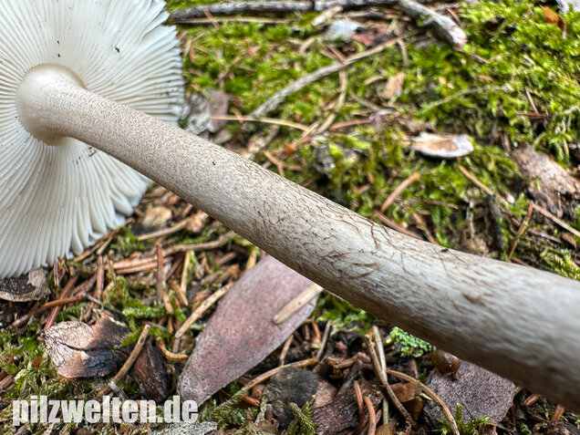 Zweifarbiger Scheidenstreifling, Unterteilter Streifling, Amanita battarrae