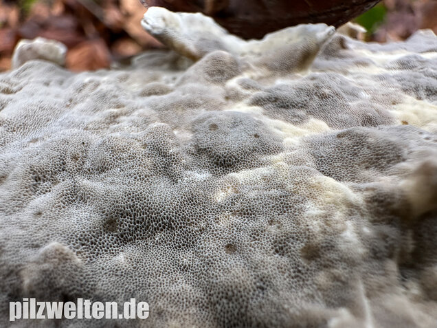 Angebrannter Rauchporling, Bjerkandera adusta