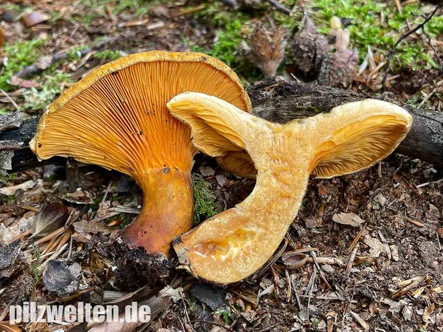 Brauner Afterleistling, Hygrophoropsis rufa