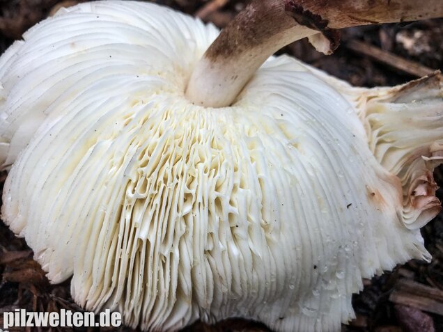Büscheliger Egerlingsschirmling, Leucoagaricus americanus