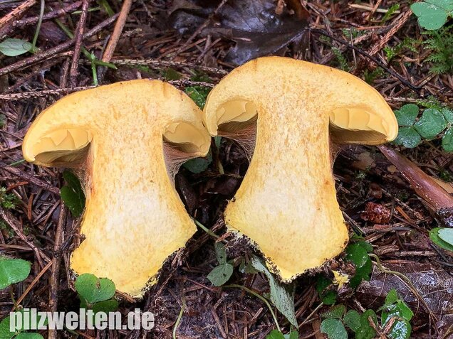 Dottergelber Klumpfuß, Cortinarius meinhardii