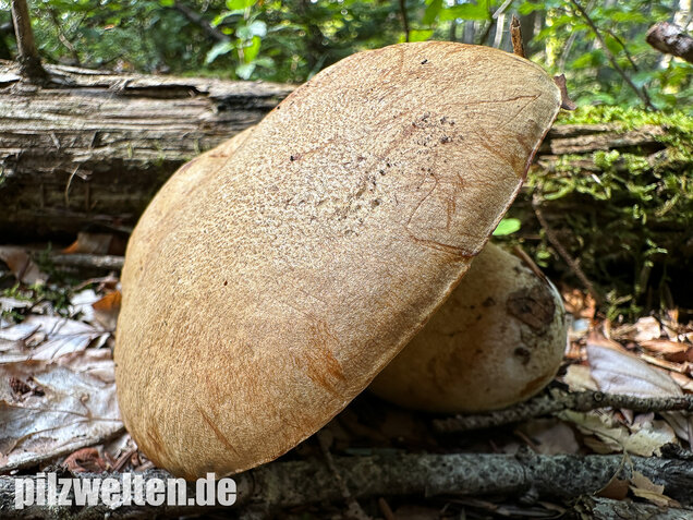 Nadelwald Anhängselröhrling, Gelber Steinpilz, Butyriboletus subappendiculatus