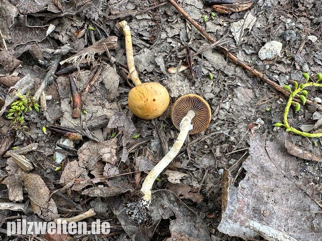 Frühlings-Glockenschüppling, Conocybe aporos