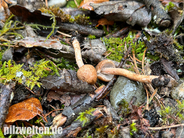 Frühlingsrisspilz, Später Risspilz, Inocybe nitidiuscula