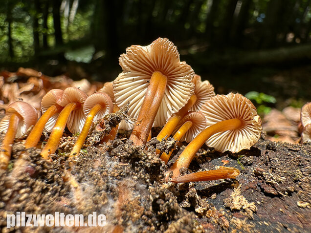 Gelbstieliger Nitrathelmling, Gelbfüßiger Nitrosehelmling, Mycena renati