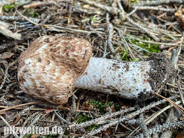 Großer Waldchampignon, Agaricus langei