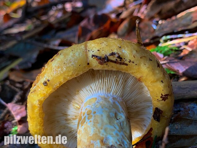 Grubiger Milchling, Lactarius scrobiculatus