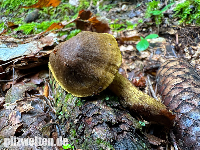 Grünblättriger Hautkopf, Hainbuchenhautkopf, Cortinarius olivaceofuscus