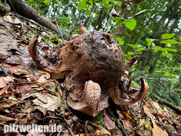Halskrausen-Erdstern, Geastrum michelianum