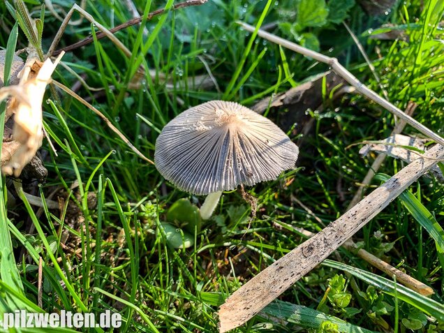 Hasenpfote, Coprinopsis lagopus