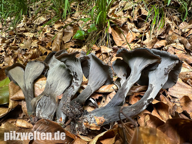 Herbsttrompete, Totentrompete, Craterellus cornucopioides