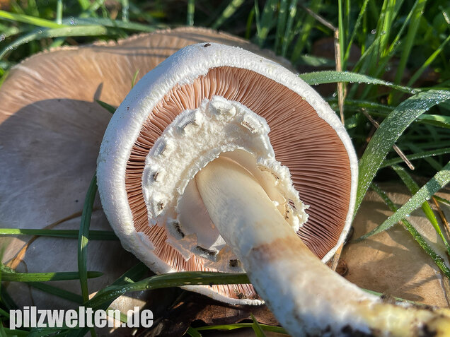 Karbolchampignon, Agaricus xanthodermus