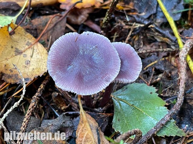 Lila Rettichhelmling, Mycena pura