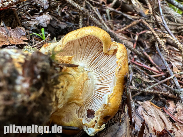 Geschmückter Schleimkopf, Phlegmacium saginum