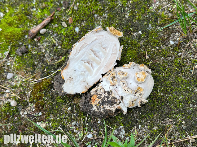 Ockergrauer Scheidenstreifling, Ockergrauer Riesenstreifling, Amanita lividopallescens