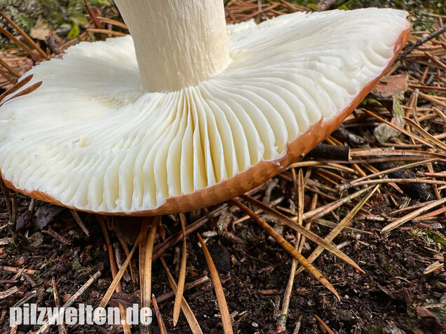 Orangeroter Graustieltäubling, Orangeroter Moor-Täubling, Russula decolorans