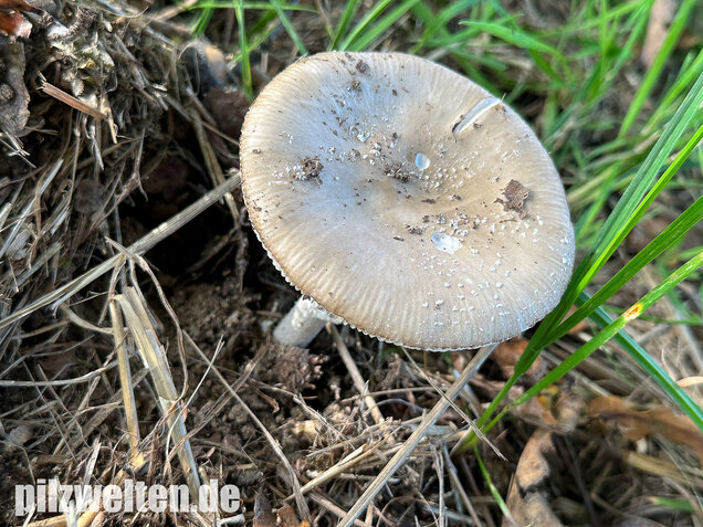 Pantherpilz, Pantherwulstling, Amanita pantherina