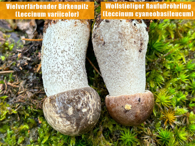 Wollstieliger Raufußröhrling, Leccinum cyaneobasileucum