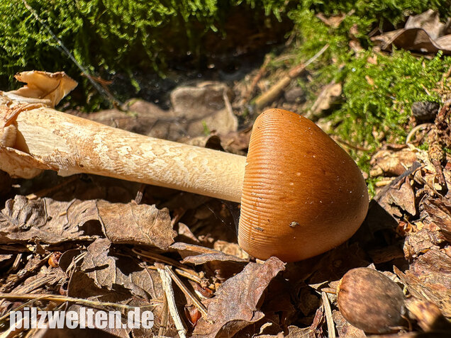 Rotbrauner Scheidenstreifling, Amanita fulva