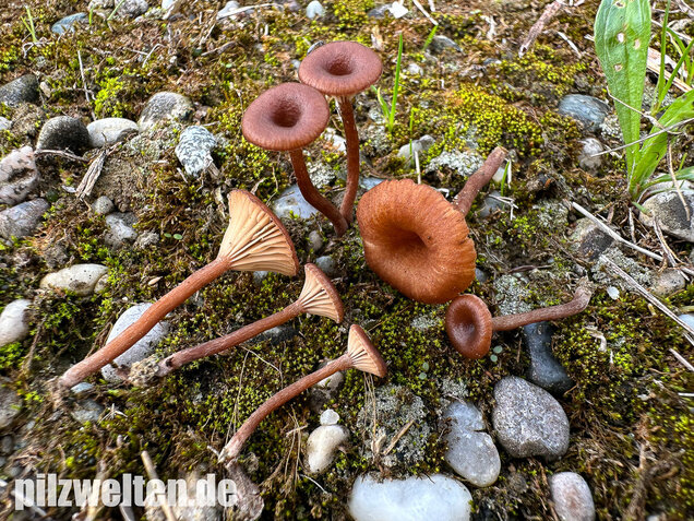 Becherförmiger Nabeling, Omphalina pyxidata
