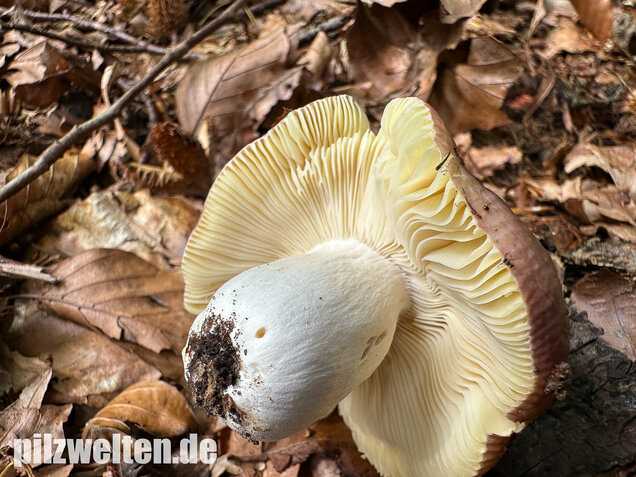 Weißstieliger Ledertäubling, Russula romellii