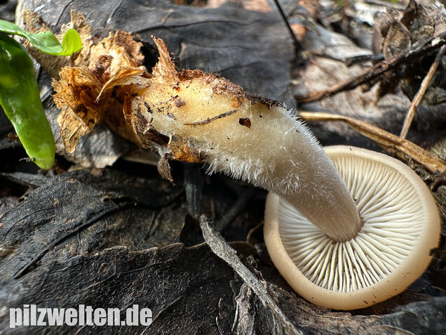 Striegeliger Rübling, Stinkender Frühlingsrübling, Gymnopus hariolorum