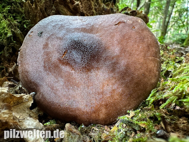 Schwarzschneidiger Dachpilz, Pluteus atromarginatus