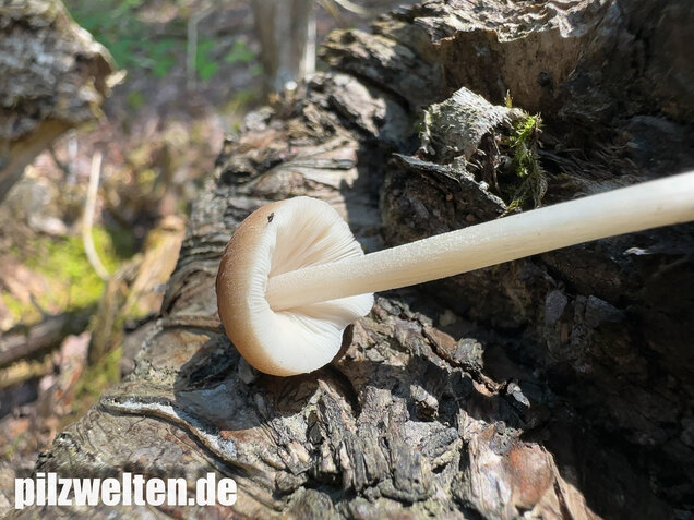Verschiedenfarbiger Dachpilz, Pluteus plautus