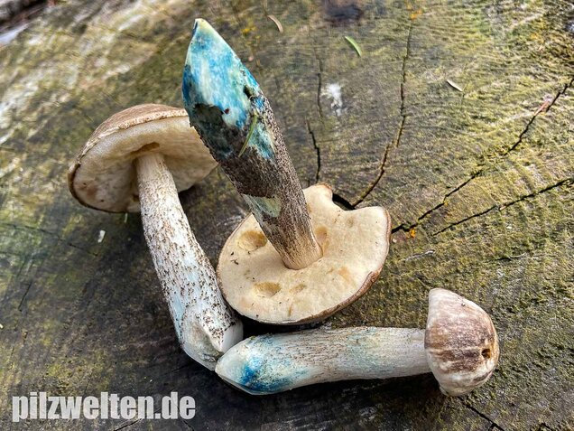 Vielverfärbender Birkenpilz, Leccinum variicolor