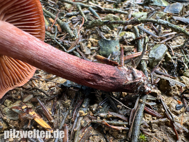 Weinroter Purpur-Schneckling, Hygrophorus capreolarius