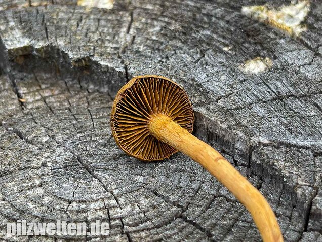 Zimthautkopf, Cortinarius cinnamomeus