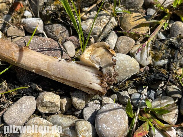 Zweifarbiger Scheidenstreifling, Amanita umbrinolutea