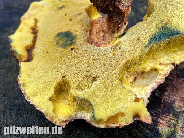 Anhängselröhrling, Butyriboletus appendiculatus