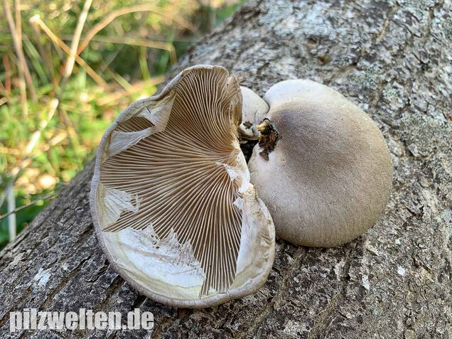 Beschleierter Pappel-Seitling, Pleurotus calyptratus
