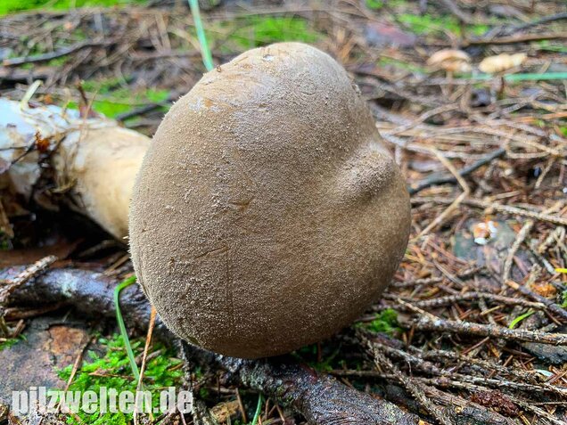 Beutelstäubling, Lycoperdon excipuliforme