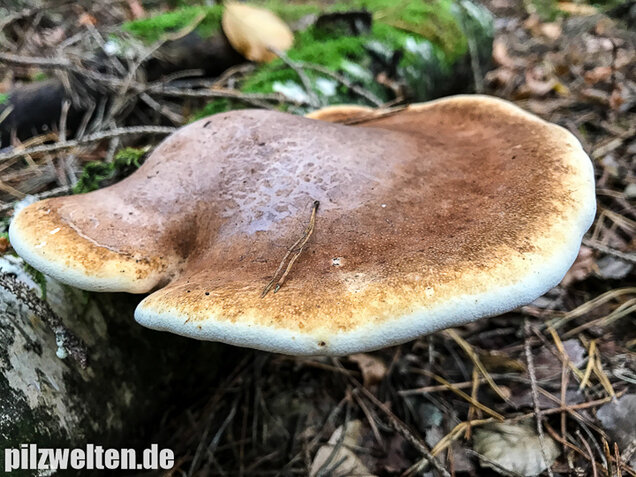 Birkenporling, Fomitopsis betulina
