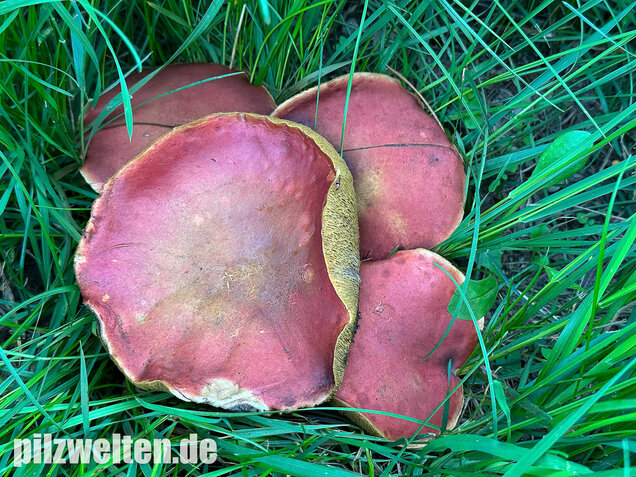 Blutroter Filzröhrling, Blutroter Gartenfilzröhrling, Hortiboletus rubellus