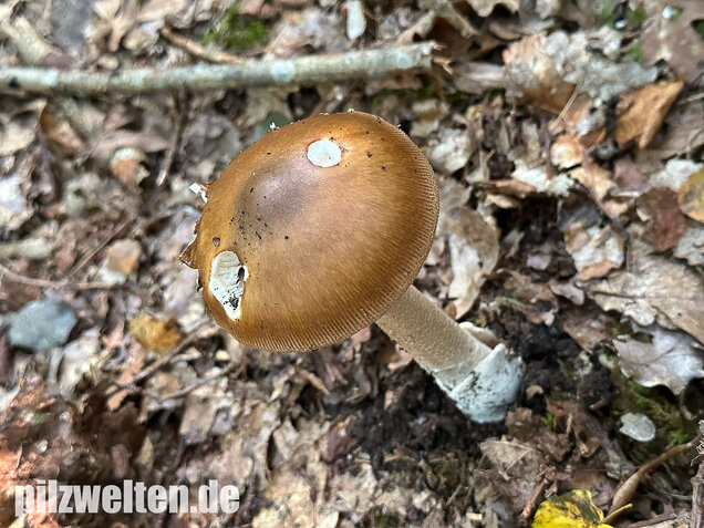 Brauner Riesenscheidenstreifling, Amanita spadicea