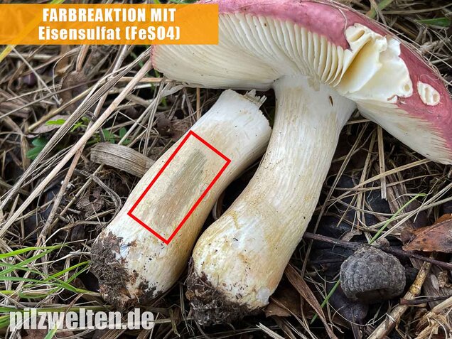 Heringstäubling, Fleischfarbener Heringstäubling, Russula xerampelina