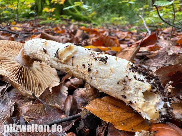 Fuchsigbrauner Schleimkopf, Phlegmacium vulpinum