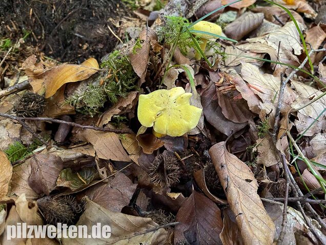 Gemeiner Schwefelritterling, Tricholoma sulphureum